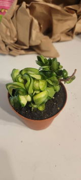 Etsy review photo