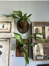 Etsy review photo