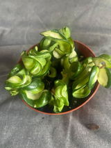 Etsy review photo