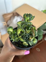 Etsy review photo