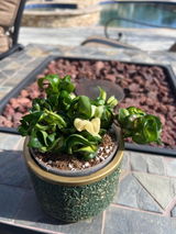 Etsy review photo