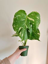 Etsy review photo
