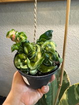 Etsy review photo