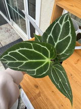 Etsy review photo