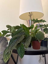 Etsy review photo