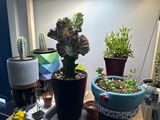 Etsy review photo