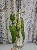 Etsy review photo