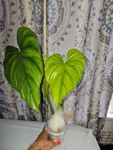 Etsy review photo