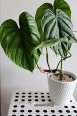Etsy review photo