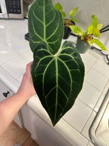 Etsy review photo