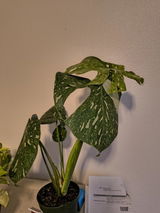 Etsy review photo