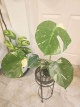 Etsy review photo