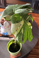 Etsy review photo