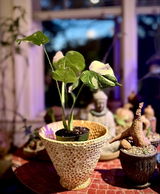 Etsy review photo