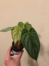 Etsy review photo