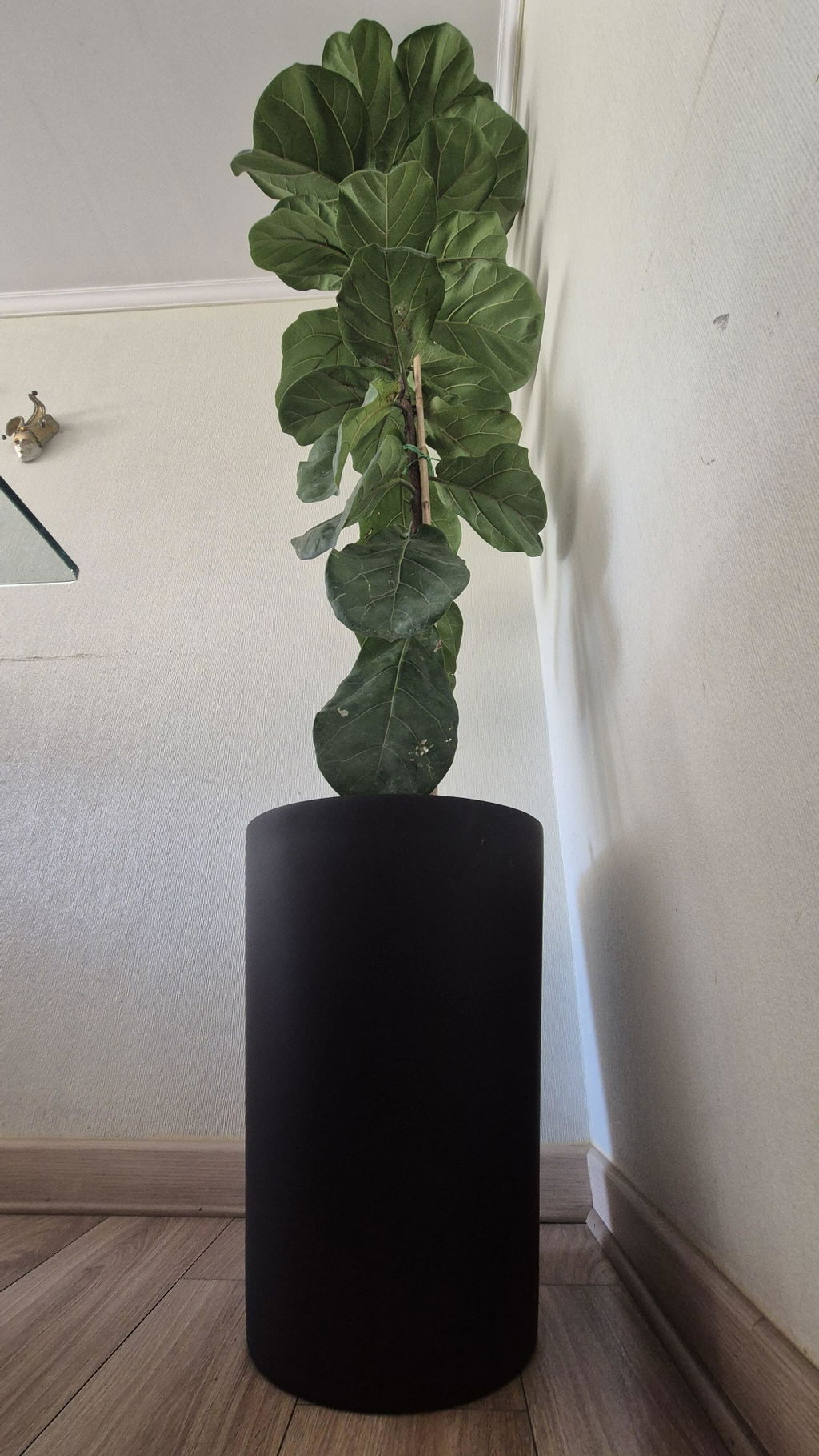 Ficus Lyrata