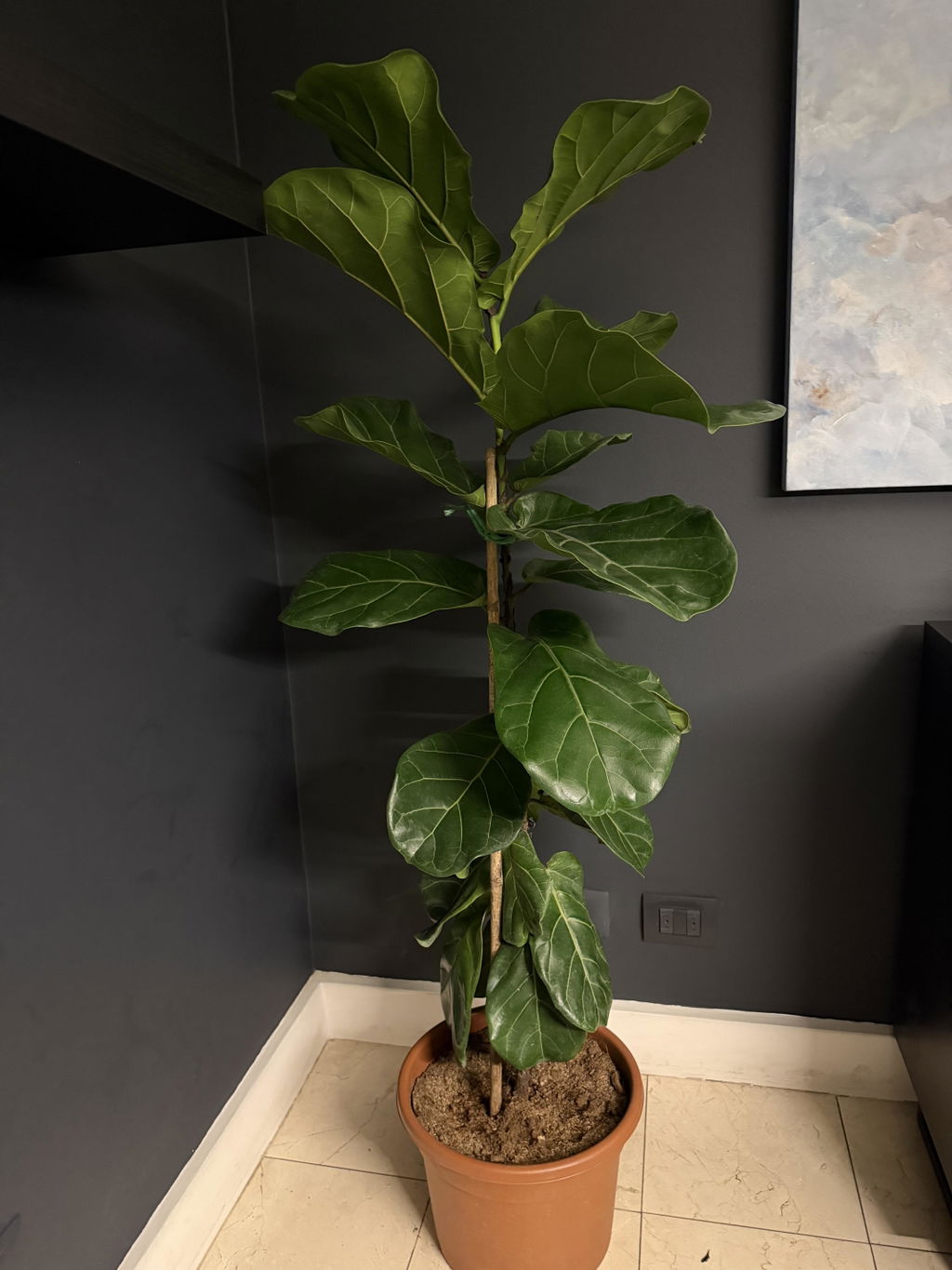 Ficus Lyrata