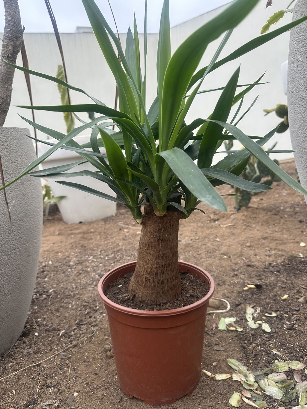 Yuca Bulbo