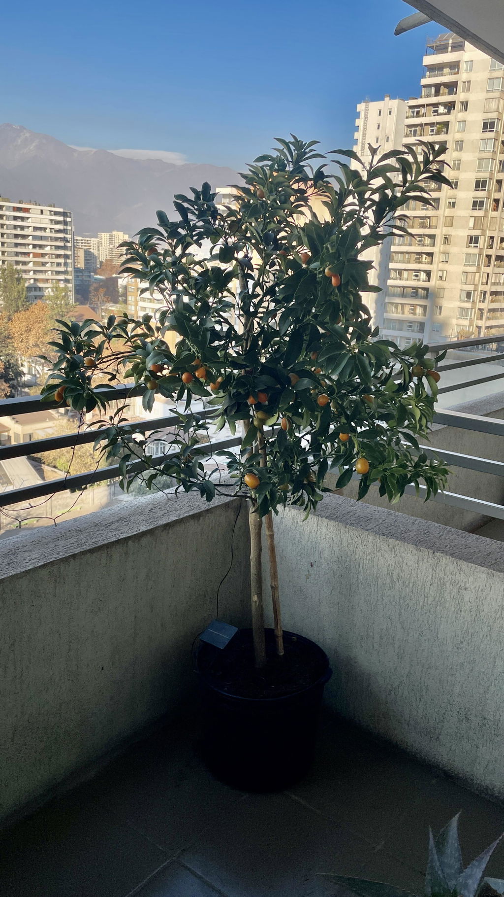 Kumquat