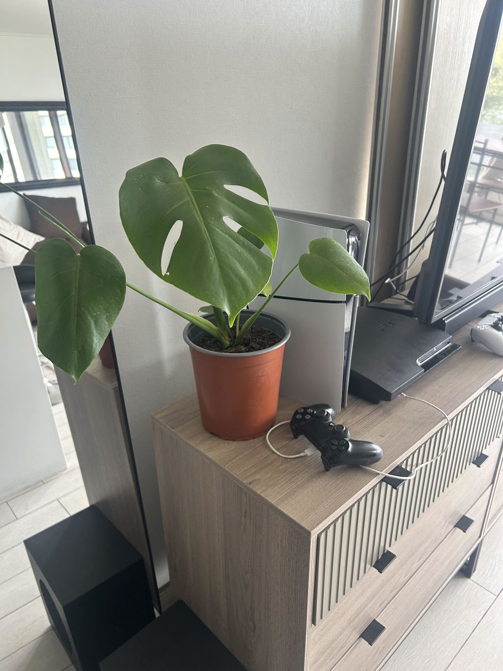 Monstera Deliciosa