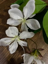 Aline H. review photo