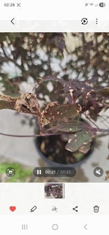 Sandra Henriques review photo