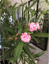 Lily Rose Dehon review photo