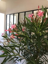 Lily Rose Dehon review photo
