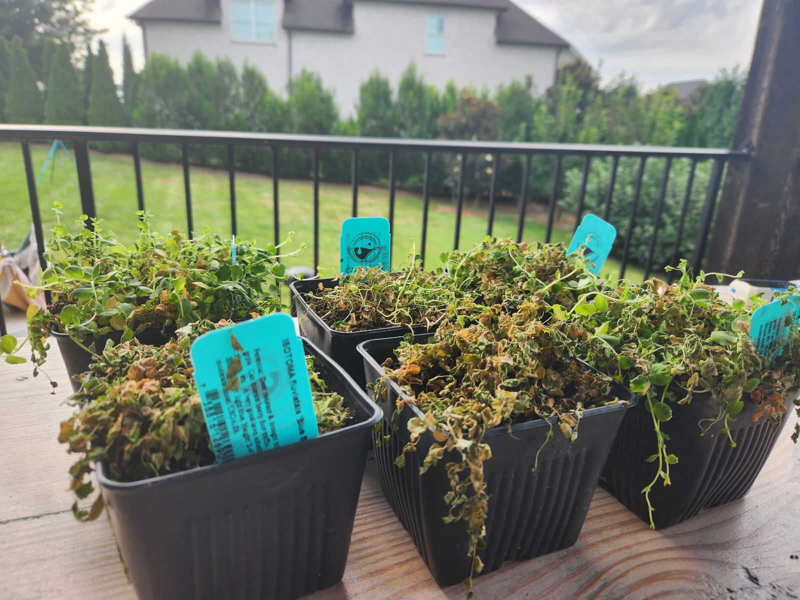 Culinary Sage Herb Seedling — Organic 2