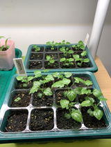 K.L.G. review photo