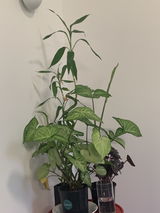 Acima review photo