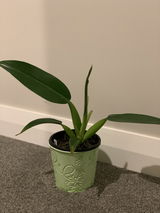 Aida V.D. review photo