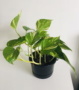 Thitima P. review photo