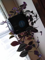 Ebony P. review photo