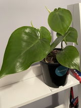 Lee review photo