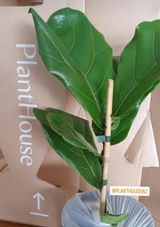 Marfelli N.I. review photo