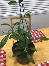 Alexandrina M. review photo