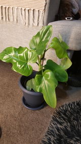 Eruera H. review photo