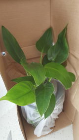 Eruera H. review photo