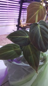 Eruera H. review photo