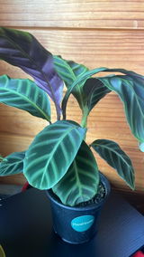 Cass B. review photo
