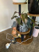 Dione review photo