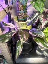Tylah W. review photo