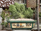 Customer wayneO from Drysdale. review photo