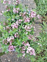 Rose Moss review photo