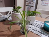 Shelly E. review photo