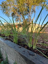 Prue review photo