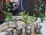 Manoj review photo