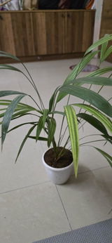 Tekale PP review photo