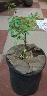 LOGANATHAN VEDAGIRI review photo